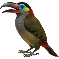 Guianan Toucanet